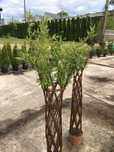 Wierzba pleciona 160-180cm