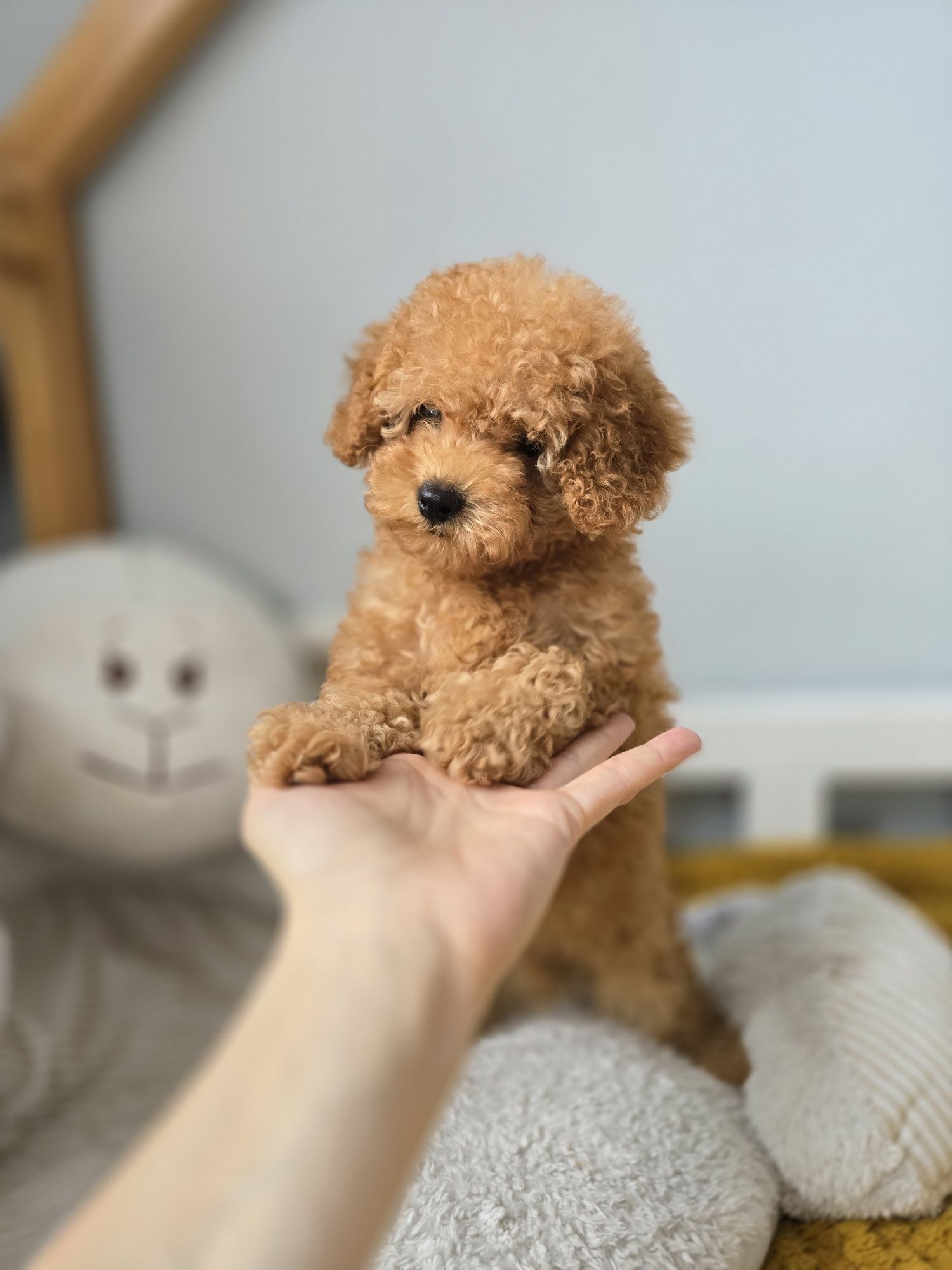 Pudel miniaturowy piesek