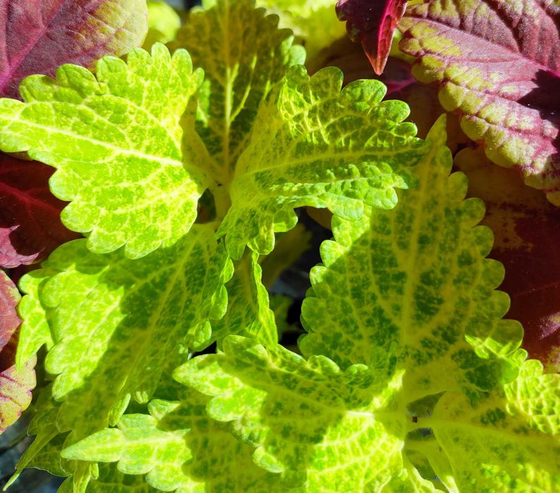 Koleus Coleus Pokrzywka brazylijska