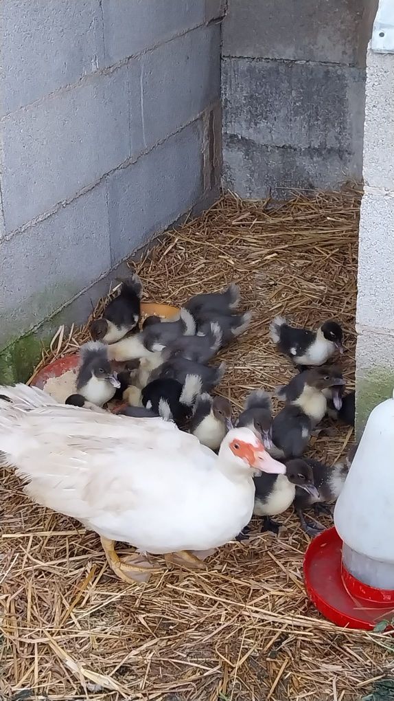 Patinhos mudos com 2 meses