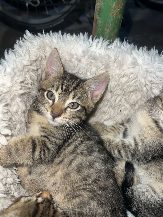 Do oddania cztery urocze kociaki