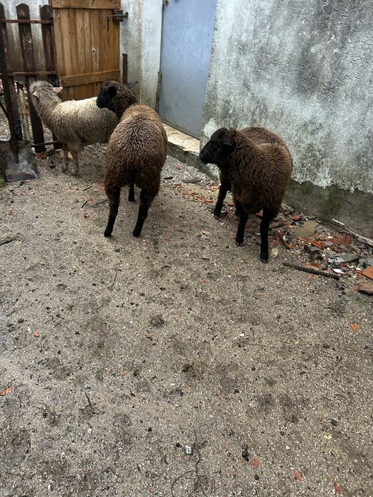 Animais de quinta burregas