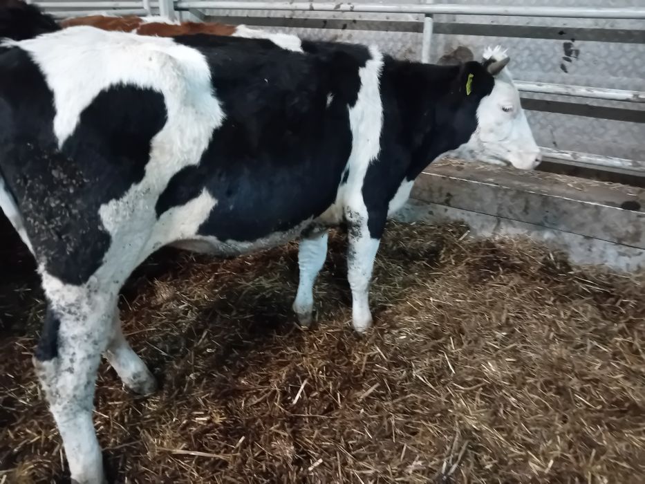 Sprzedam 3 Byki Siwe 5 jałowek simetal 300 kg