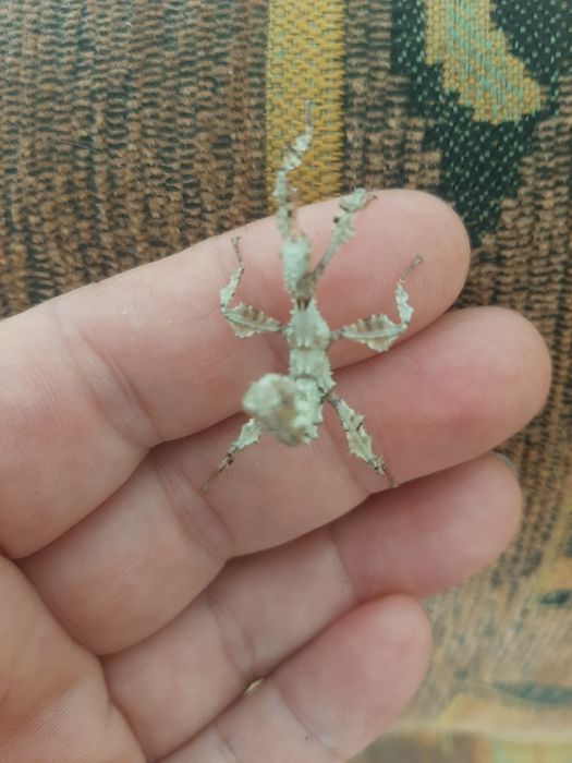 Straszyk australijski