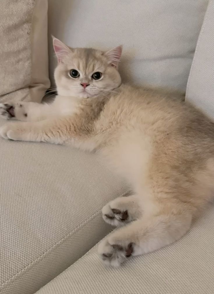 Котоняня в Одесі та Одеській області.  Нагляд за котиками