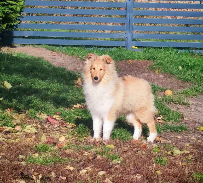 Owczarek szkocki długowłosy collie - suczka wolna od MDR i DM-ZKwP/FCI