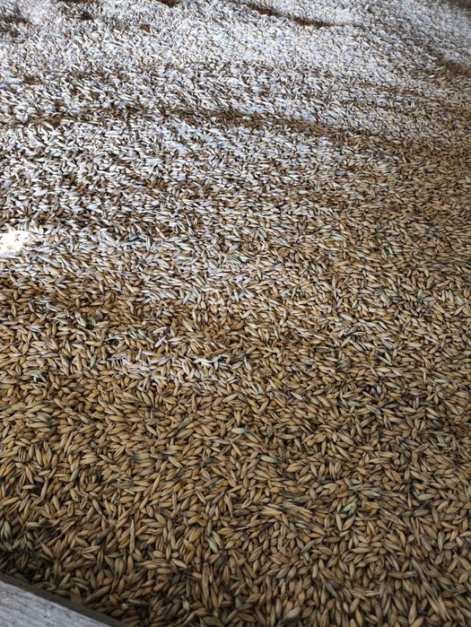 Mieszanka zbożowa młynkowana.