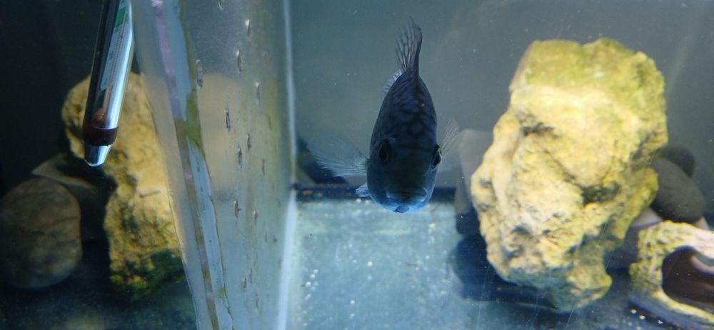 Ciclideos americanos para venda ou troca por ciclideos africanos