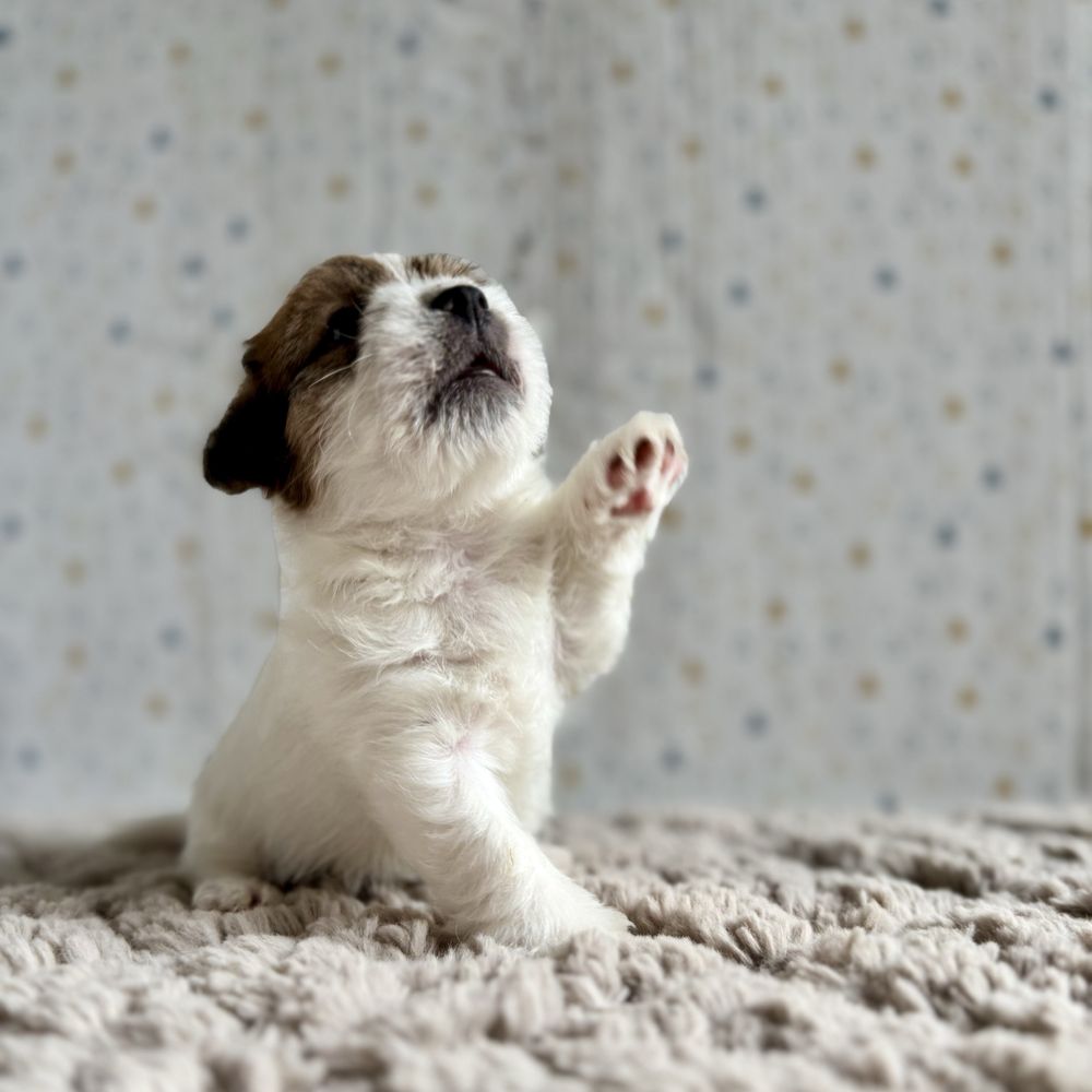 Jack Russell Terrier- szorstkowłosy piesek ZKwP