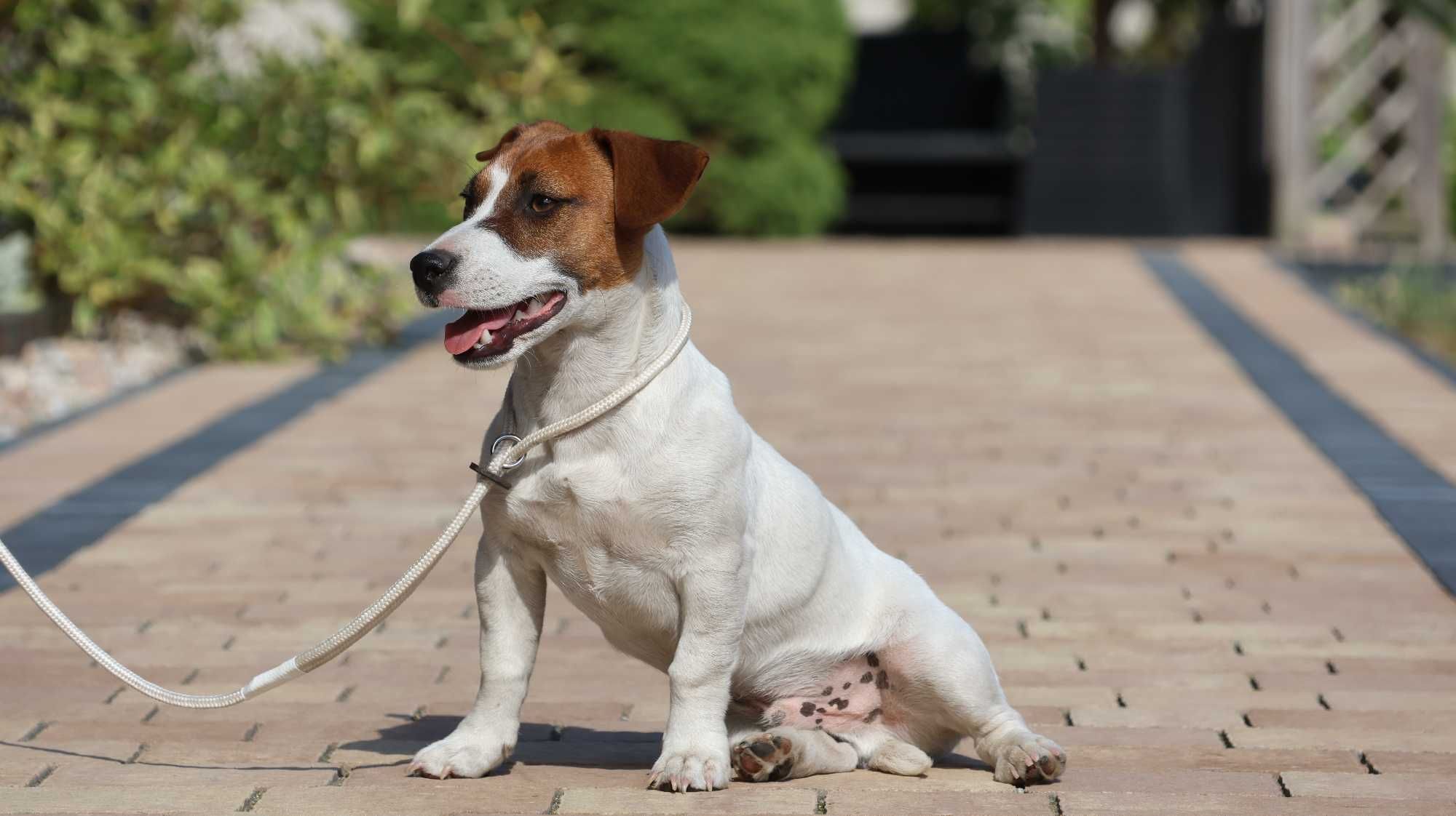 Jack Russell Terrier ZKwP FCI- piesek/badania genetyczne