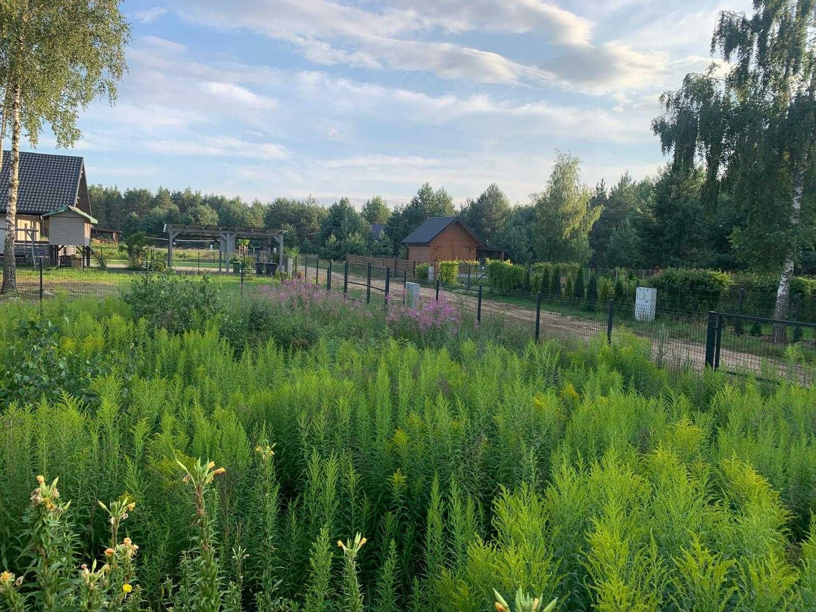 Sprzedam działkę nad Siemianówką