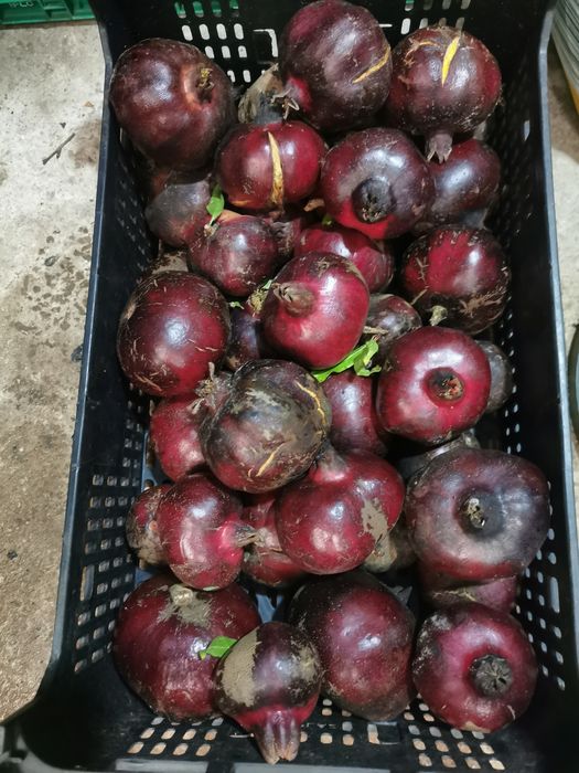 Romã xuxu biológico