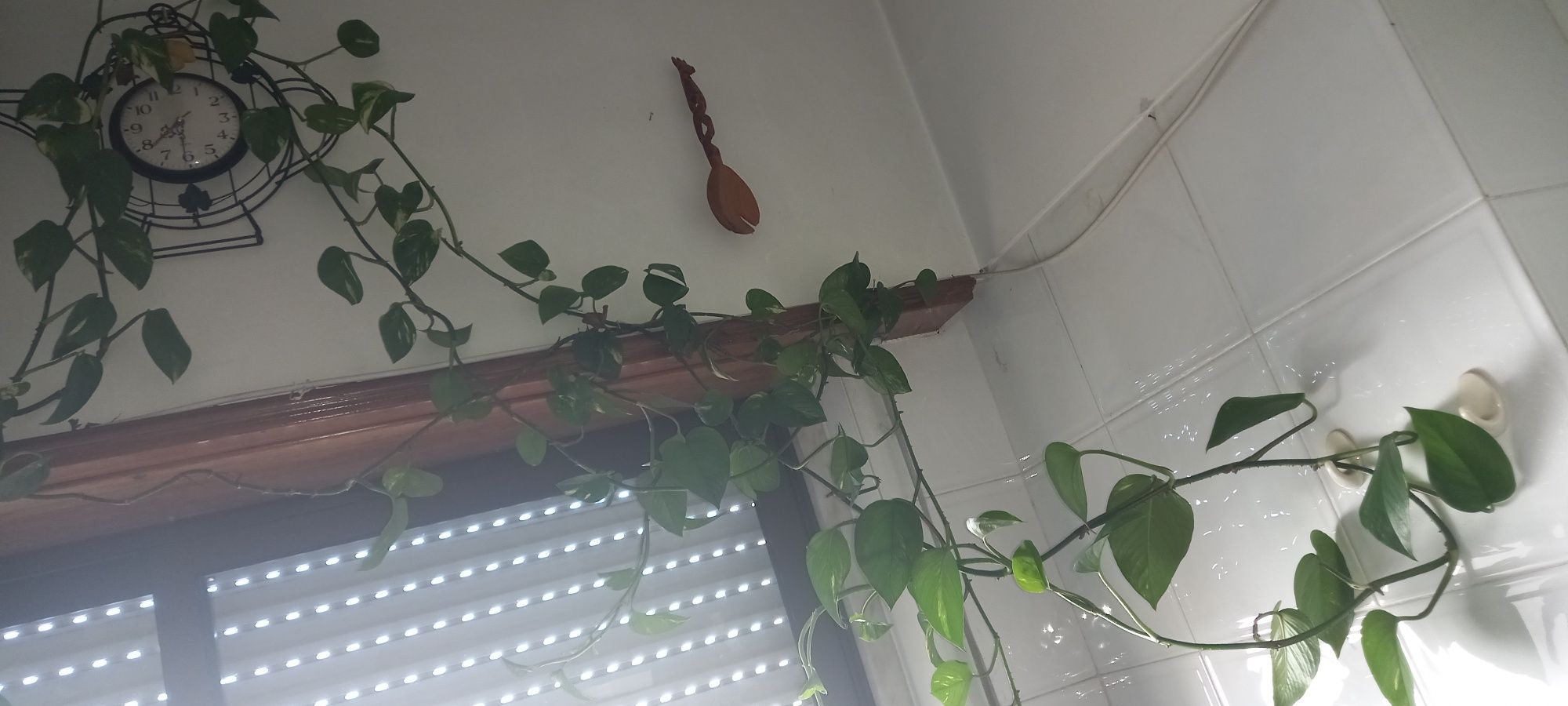 Plantas naturais interior e exterior