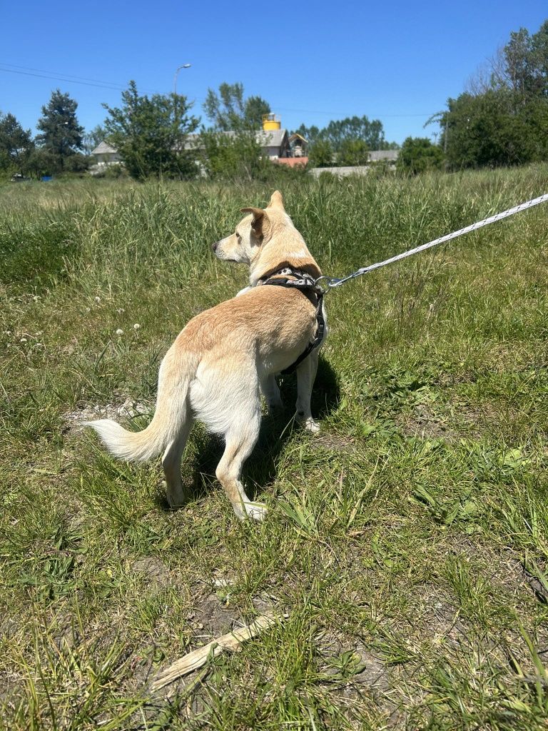 Serduszko do adopcji 9 kg roczniak