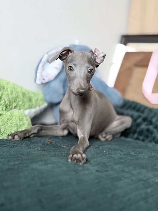 Charcik włoski, chłopczyk, ZKwP (FCI)