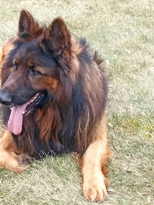 owczarek  niemiecki suczka