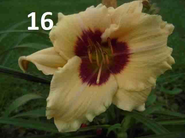 Liliowce -Liliowiec