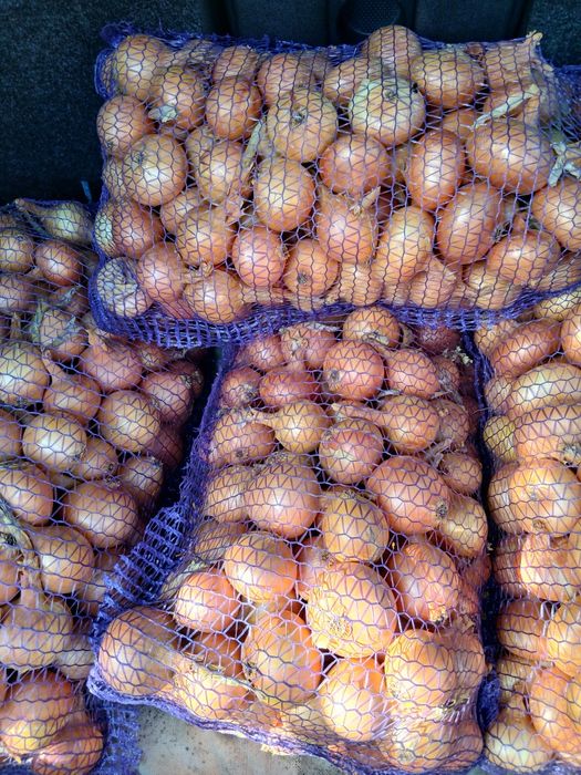 Голландська цибуля