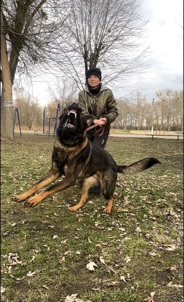Німецька вівчарка рр