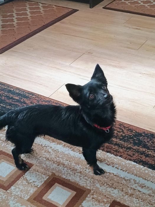 Oddam szczeniaki (2 suczki) 11 tygodniowe