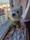 Перетримка собак, няня для собаки, дог сіттер, dog sitter