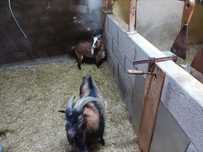 Vendo cabras bode e cabritos