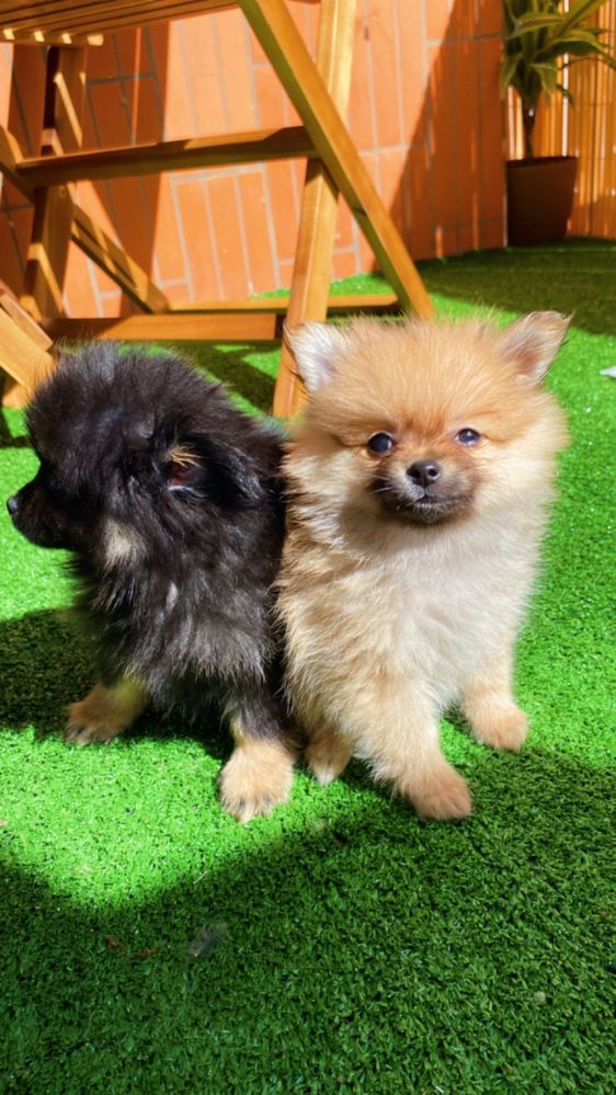 Lindo spitz laranjinha