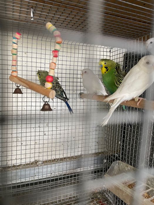 Periquitos lutinos, albinos, hagoromo