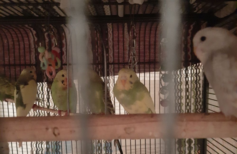 Sprzedam papugi faliste