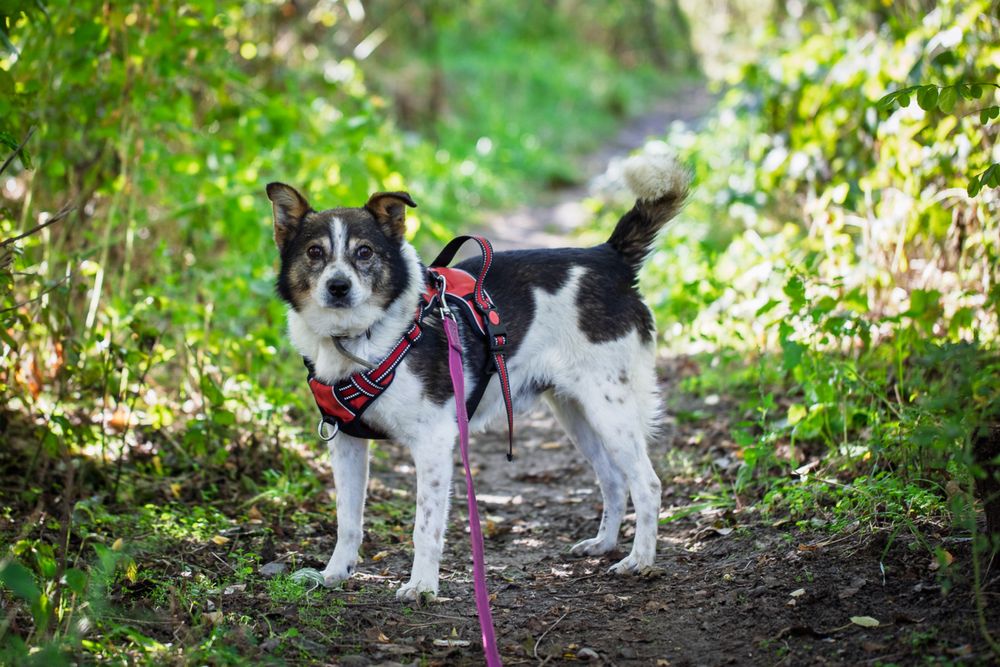 Tołdi – wesoły, bezkonfliktowy psiak szuka domu!  Adopcja