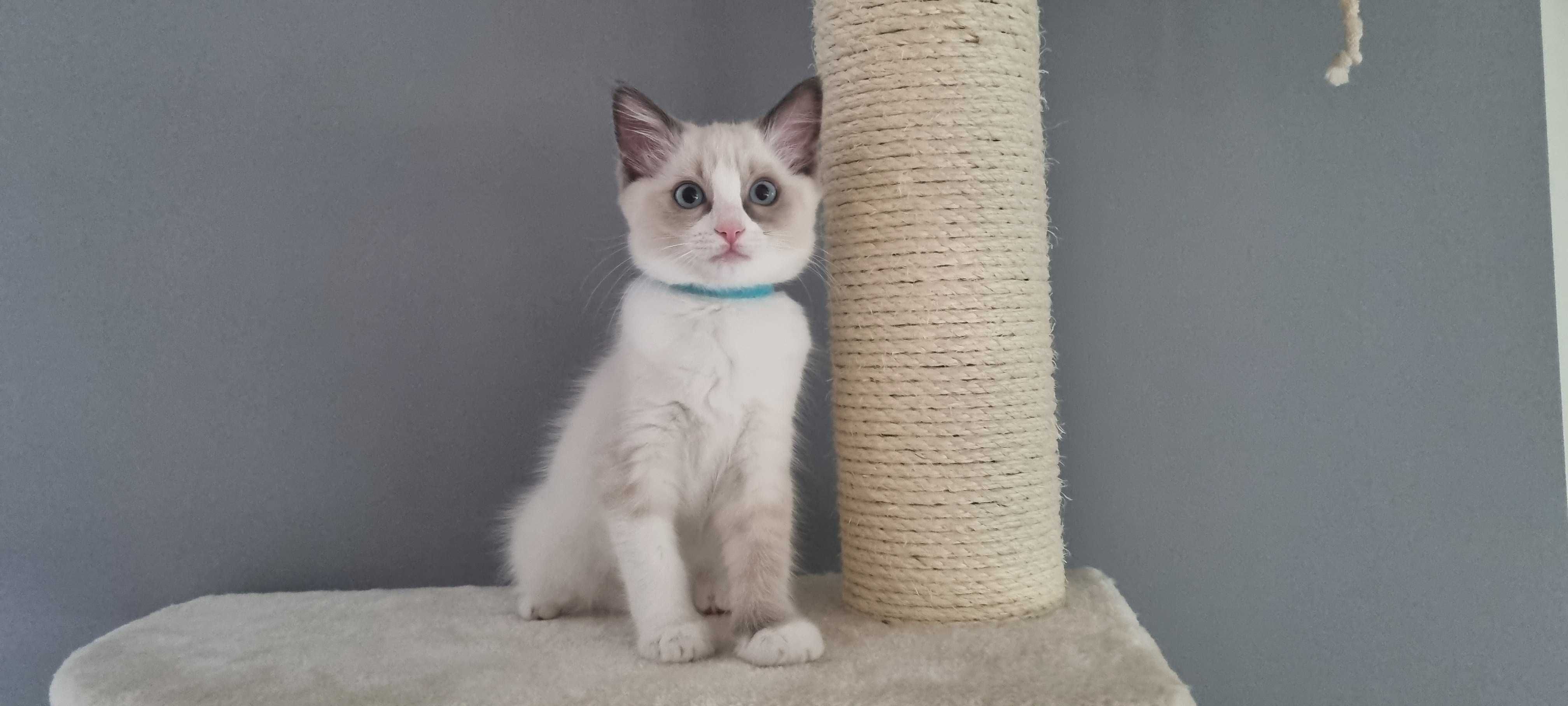 Kotka Ragdoll, Bicolour blue, Gotowa do odbioru