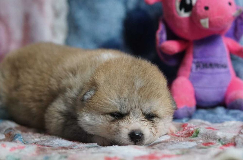 Akita japońska czerwona dziewczynka ZKwP / FCI