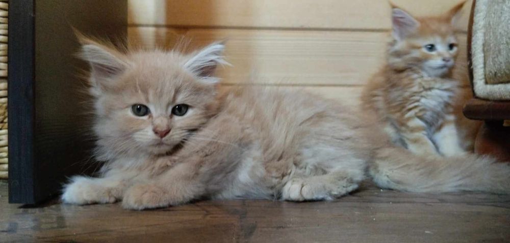 Ostatni kocurek rudy kocur maine coon z rodowodem duży kot