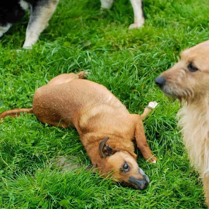 Kacperek - mały pies do adopcji