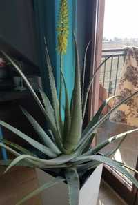 Aloes leczniczy, ok. 100cm