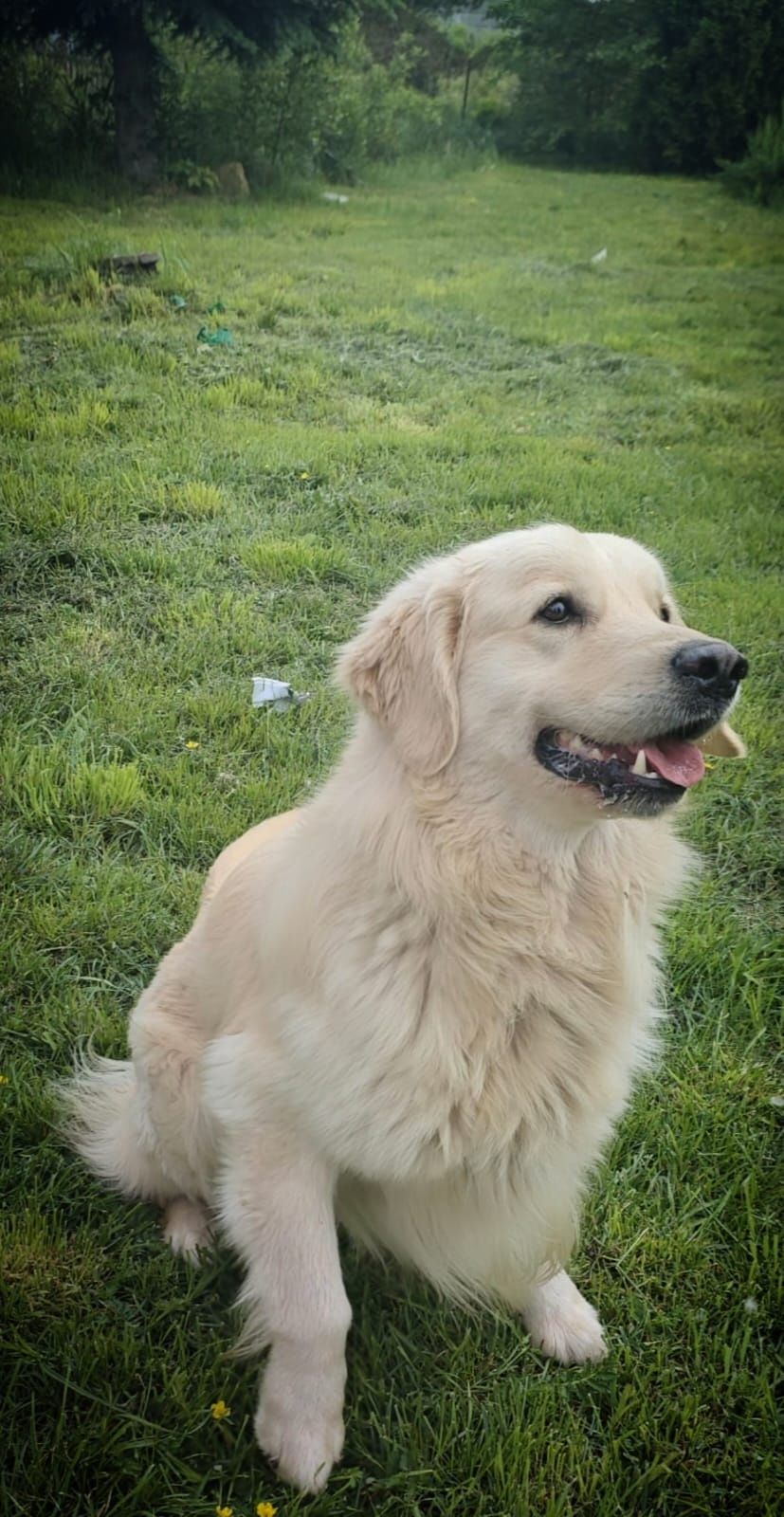 Golden Retriever