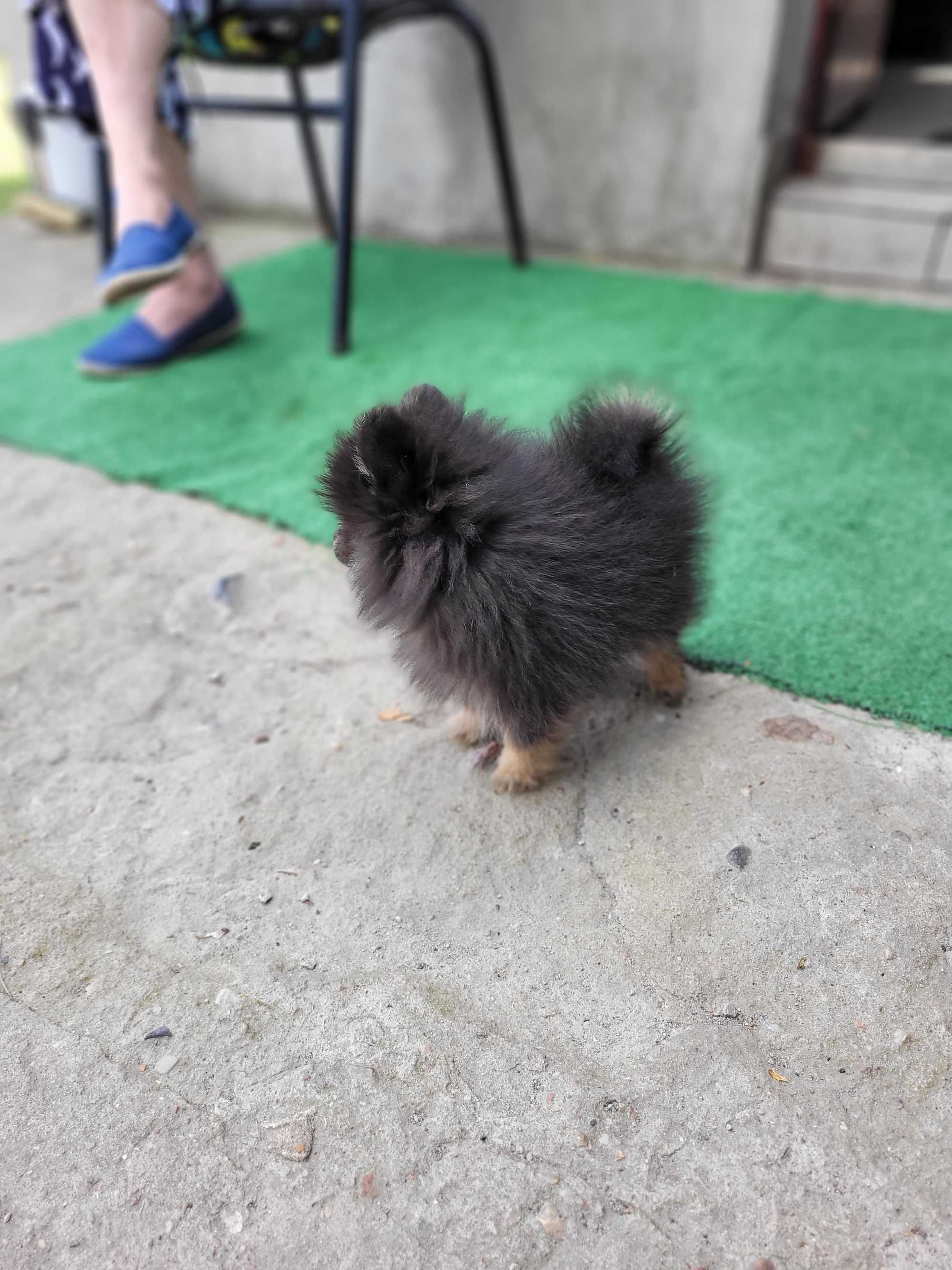 Pomeranian piesek