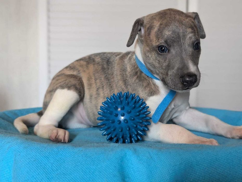 Whippet FCI, piesek MAGIC