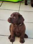 labrador retriever  czekoladowa   rodowodowa