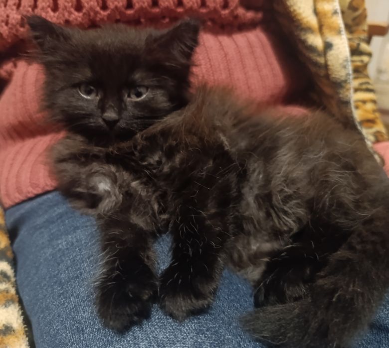 Візьміть кошеня, прибилось