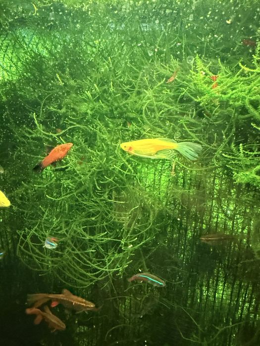 Мох яванський Vesicularia dubayana