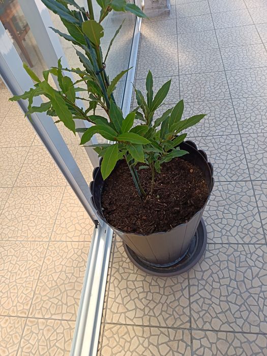 Vendo esta Planta que é um loureiro