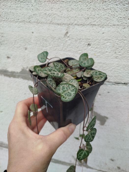 Вазон церопегія вуда .