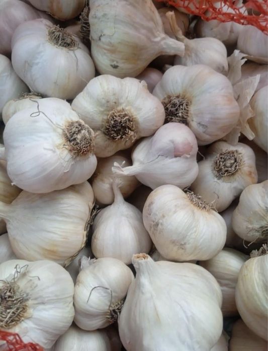 Ярий часник Сочинський