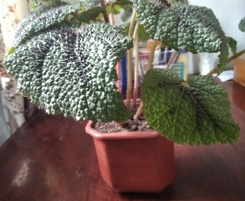 Бегонии. Сорт Masonina Mountain. Подростки