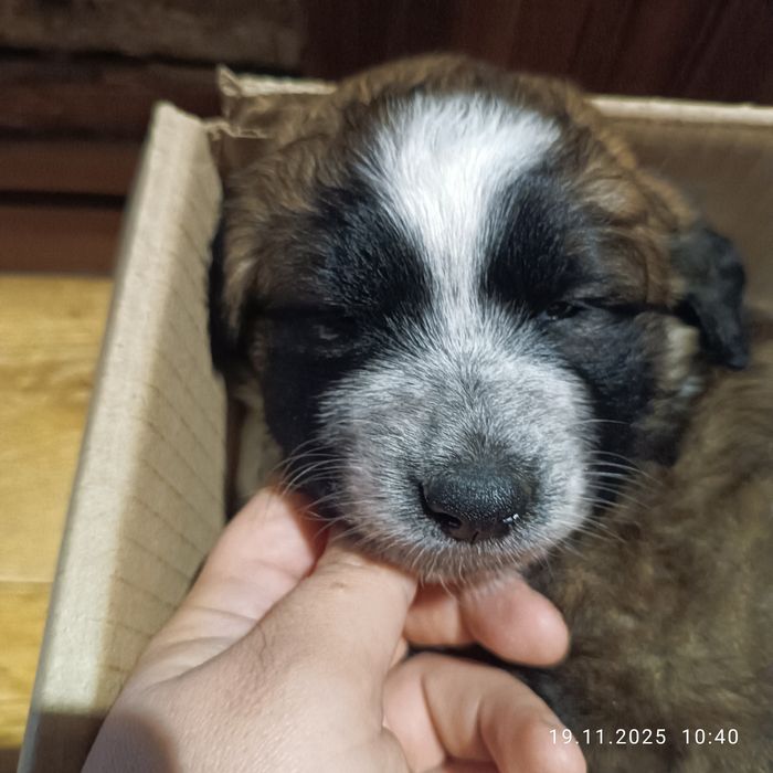 Отдам бесплатно щенка, девочка 2 месяца