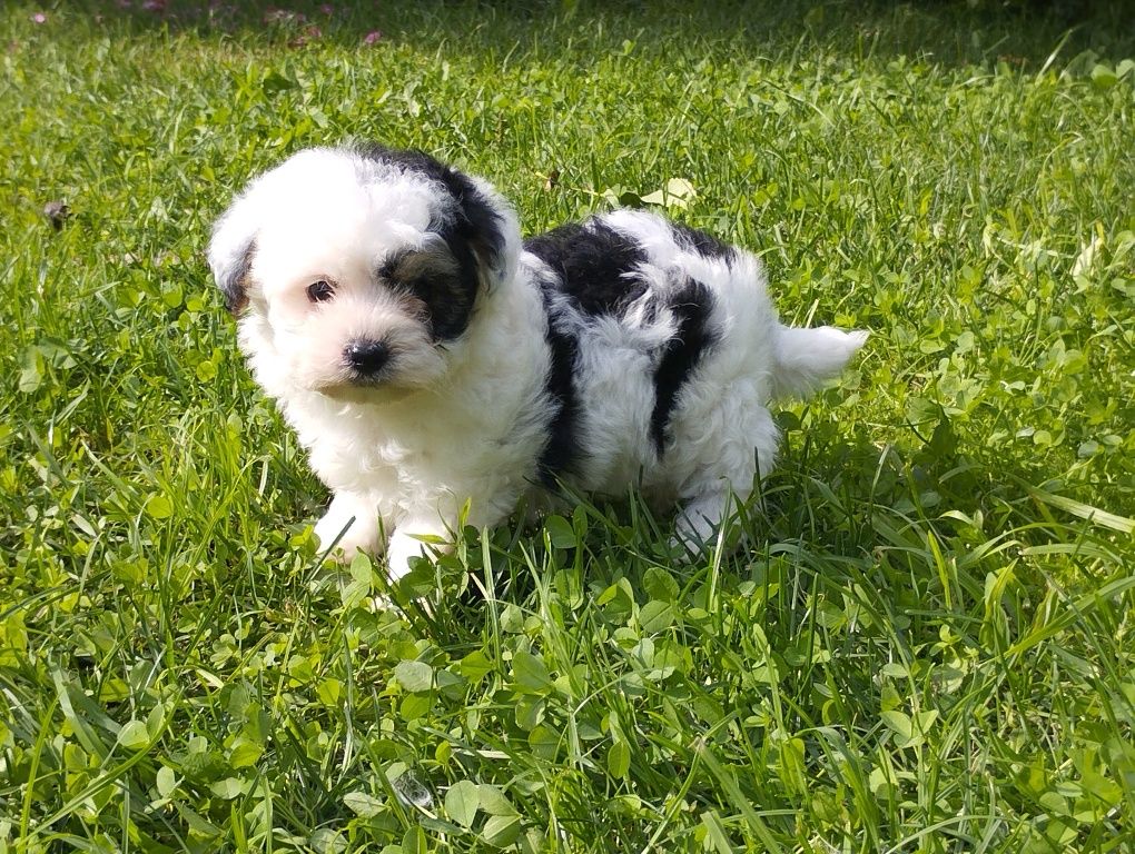 Maltipoo szczenię
