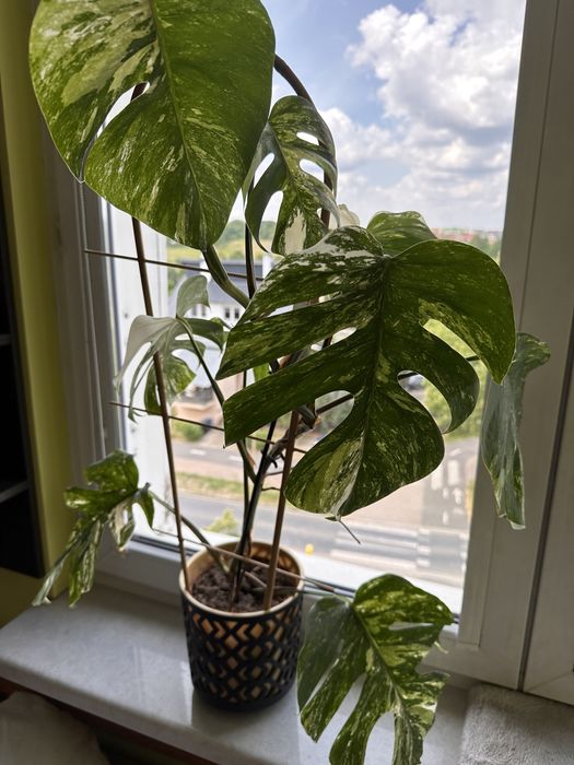 Monstera variegata duża+ lampa do naświetlania roślin Gratis