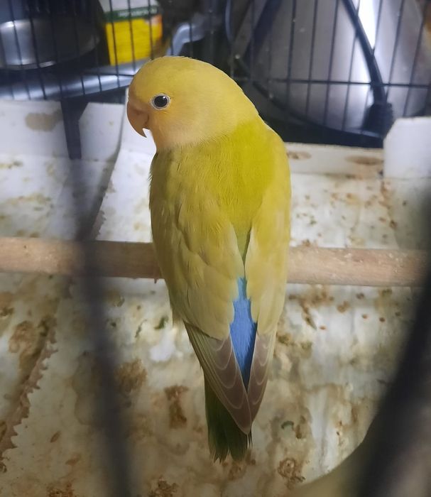 Caturra macho Arlequim Canela Face Amarela e Roseicollis, criados à mã