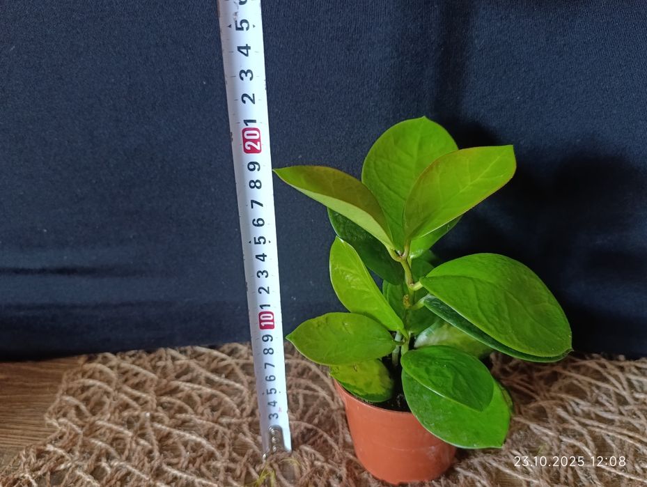 Hoya        Хойа